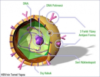 Hepatit B